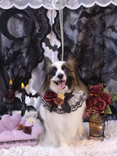 20231022マリーちゃん